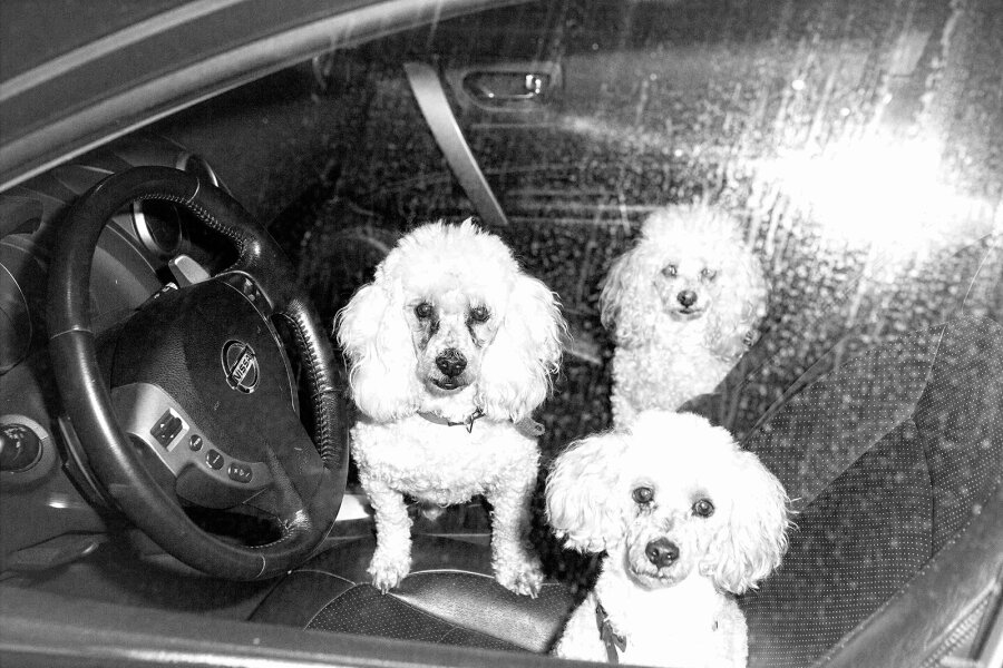 Václav Jirásek, 2015, fotografie, 30 x 19